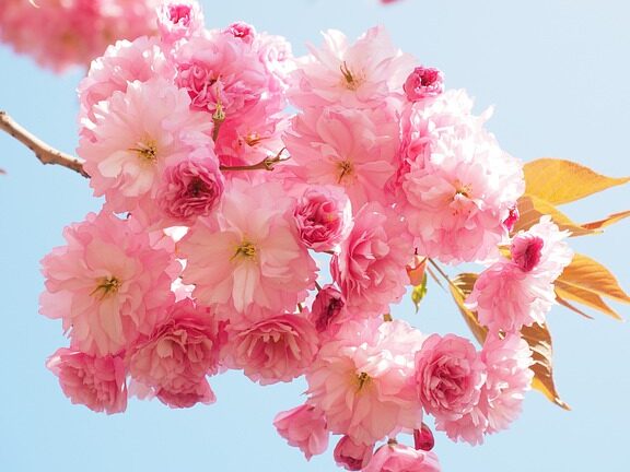 Aujourd hui c’est le printemps