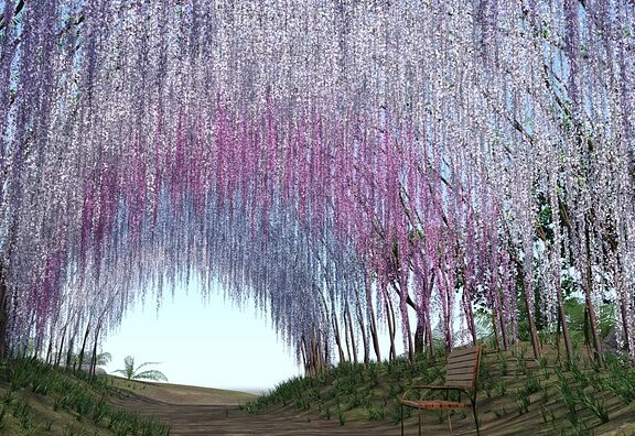 Les glycines elles aussi admirées