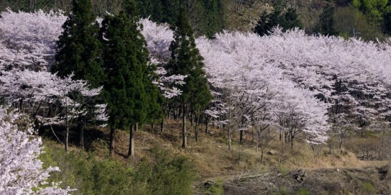 Admirez la splendeur des cerisiers en fleurs à Chidorigafuchi, tout près du Palais Impérial – Explorez les douves à la japonaise