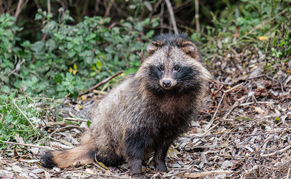 Découvrez la légende du tanuki, le chien viverrin porte-bonheur au Japon