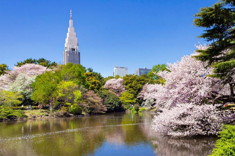 Découvrez les plus beaux endroits pour admirer les cerisiers en fleurs à Madrid, à la japonaise !