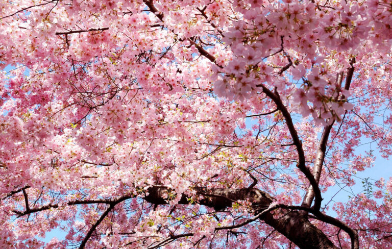 Kyoto en fleurs : Découvrez les meilleurs endroits pour admirer les cerisiers en fleurs au Japon