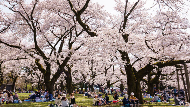Tokyo en Fleurs: Découvrez les Meilleurs Endroits pour Admirer les Cerisiers en Fleurs au Printemps